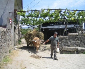 Farm on caminho